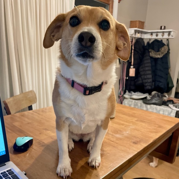 Meet your Posher, Adrienne - Picture 2 of 7